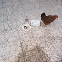 مرغ محلی با جوجه کوشین