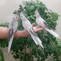 جوجه عروس هلندی