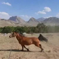 مادیان|اسب و تجهیزات اسب‌سواری|کاشان, کارگر|دیوار