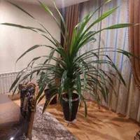 گل پاندانوس ۱۵ ساله