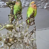 طوطی برزیلی دستی|پرنده|تهران, والفجر (افسریه)|دیوار