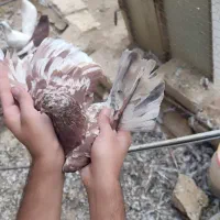 کبوتر خال سرور
