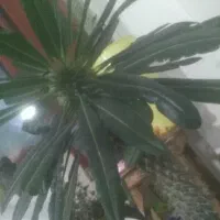 پنکه سقفی      جی .ام.سی