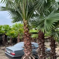 باغ پالم واشنگتن آمل