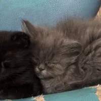 اسکاتیش بریتیش پرشین نر و ماده|گربه|اصفهان, باغ دریاچه|دیوار