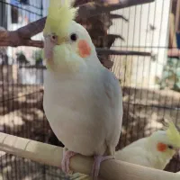 عروس هلندی|پرنده|فشاپویه, |دیوار