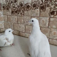 فنچ