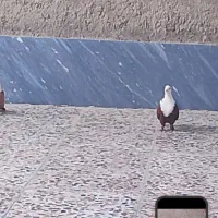 گم کردم|حیوانات|زابل, |دیوار