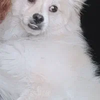 سگ پامر شیتزو|سگ|اهواز, کوی باهنر|دیوار