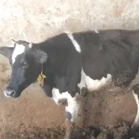 فروش‌‌چند‌‌راس‌‌گاو‌‌گوساله