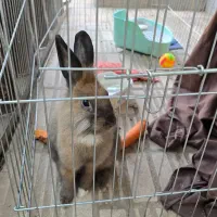 گومبول|موش و خرگوش|کاشان, امیرکبیر|دیوار