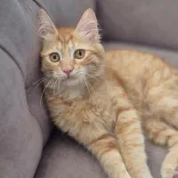 گربه میکس چینچیلا پرشین برای جفت گیری