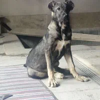 درود پژدر ۵ ماه