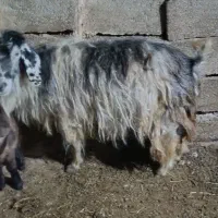 گوسفندبا بره نربفروش میرسد|حیوانات مزرعه|اهر, |دیوار