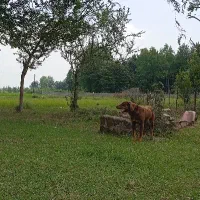 معاوضه یک عدد سگ پوینتر شکاری با توله سراب