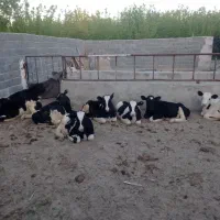 گوساله نر هلشتاین