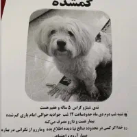 سگ گمشده تدی