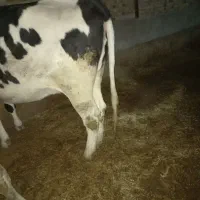 گاونوبرکشتاری چاق بهترین گوشت