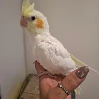 عروس هلندی نر و ماده|پرنده|تهران, ولنجک|دیوار