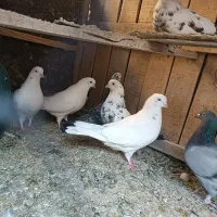 کفتر|پرنده|پاکدشت, حصار امیر|دیوار