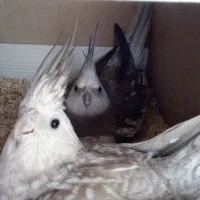 جفت عروس هلندی وایت فیس مولد