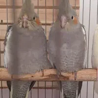 دو عدد جوجه عروس هلندی دوماهه