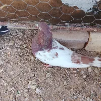 سه عدد کبوتر کله و سینه و طوقی