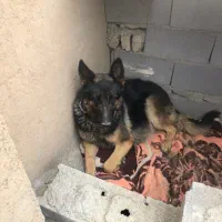 سگ ماده ژرمن شپرد با تولهای ژرمن کینگ خالص