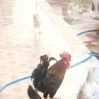 مرغ وخرس