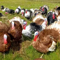 بوقلمون محلی|حیوانات مزرعه|آستانه اشرفیه, |دیوار