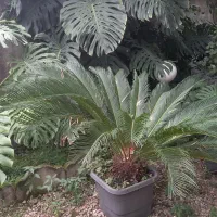 فروش گل برگ انجیری و سیکاس|گل و گیاه طبیعی|کلارآباد, |دیوار