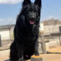 ژرمن بلک،پامرانین