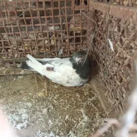 دوتا جفت کبوتر