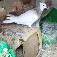 طوقی هفت‌رنگ ماده