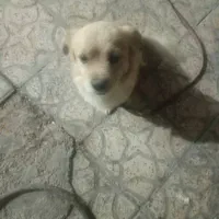 سگ.بازی گوشی|سگ|شیراز, سیلو|دیوار