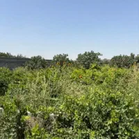 باغچه-1000-متری-الارد