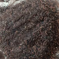 شکسته دو ضعفه