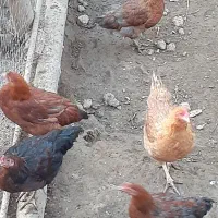 فروش مرغ محلی.وخروس بزرگ جنس خوب محلی|حیوانات مزرعه|گلوگاه, |دیوار