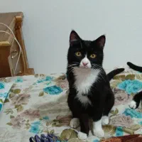 واگذاری گربه نر