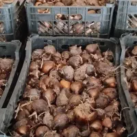 پیاز گل نرگس
