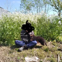 ژرمن شولاین مولد جفت نروماده اصیل،|سگ|آستانه اشرفیه, |دیوار