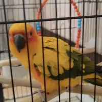 طوطی خورشیدی|پرنده|ایلام, |دیوار