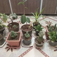 ۱۱عددگل همه باهم|گل و گیاه طبیعی|نیشابور, مازول|دیوار