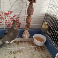 عروس هلندی|پرنده|کرج, اصفهانی‌ها|دیوار