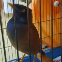 مرغ مینا سخنگو