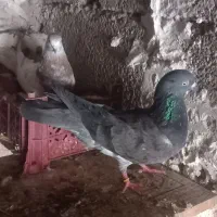 کله سبز|پرنده|خرمشهر, |دیوار