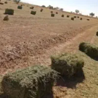 یونجا|لوازم جانبی حیوانات|پارسآباد, |دیوار