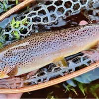 ماهی قزل آلا