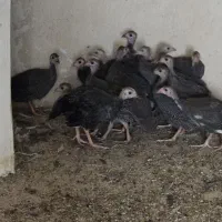 مرغ شاخدار
