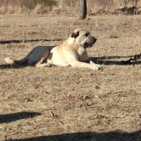 سگ پژدر 15ماهه|سگ|مهربان, |دیوار